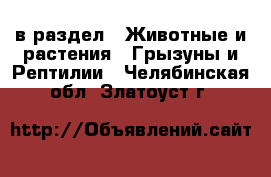  в раздел : Животные и растения » Грызуны и Рептилии . Челябинская обл.,Златоуст г.